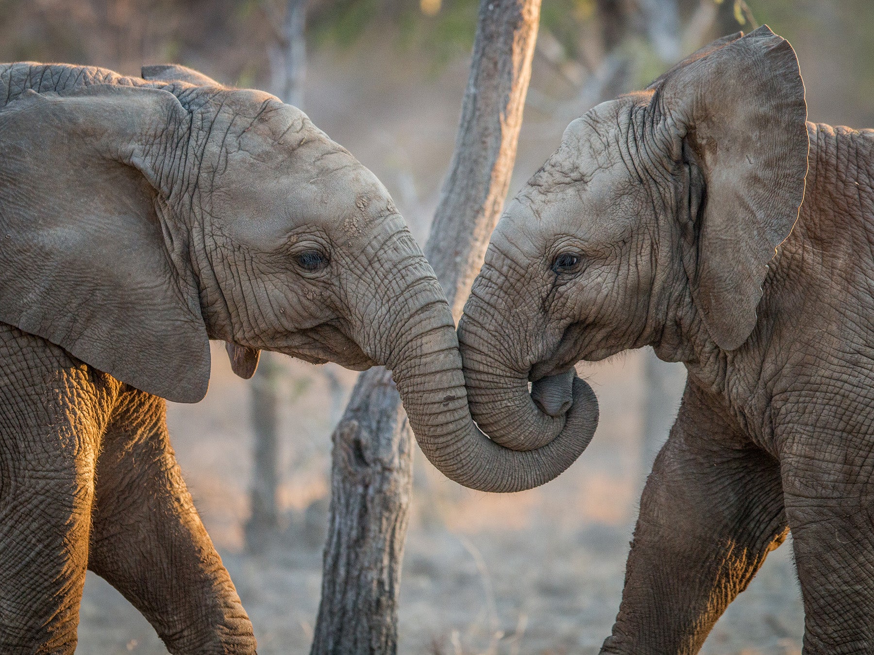 Leica Wildlife Fotografie: Die Natur mit Präzision und Klarheit einfangen